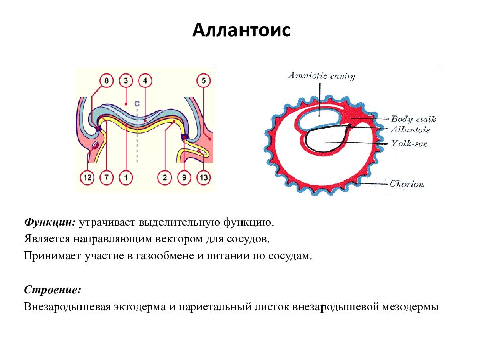 Из чего состоит стенка аллантоиса