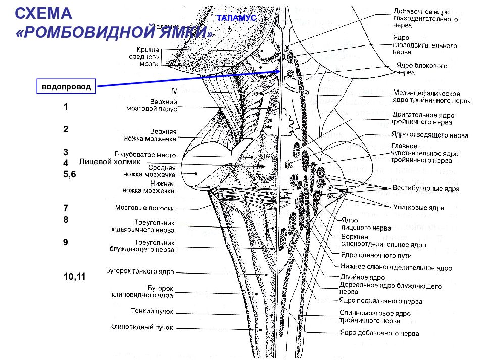 Проекция ядер на ромбовидную ямку схема