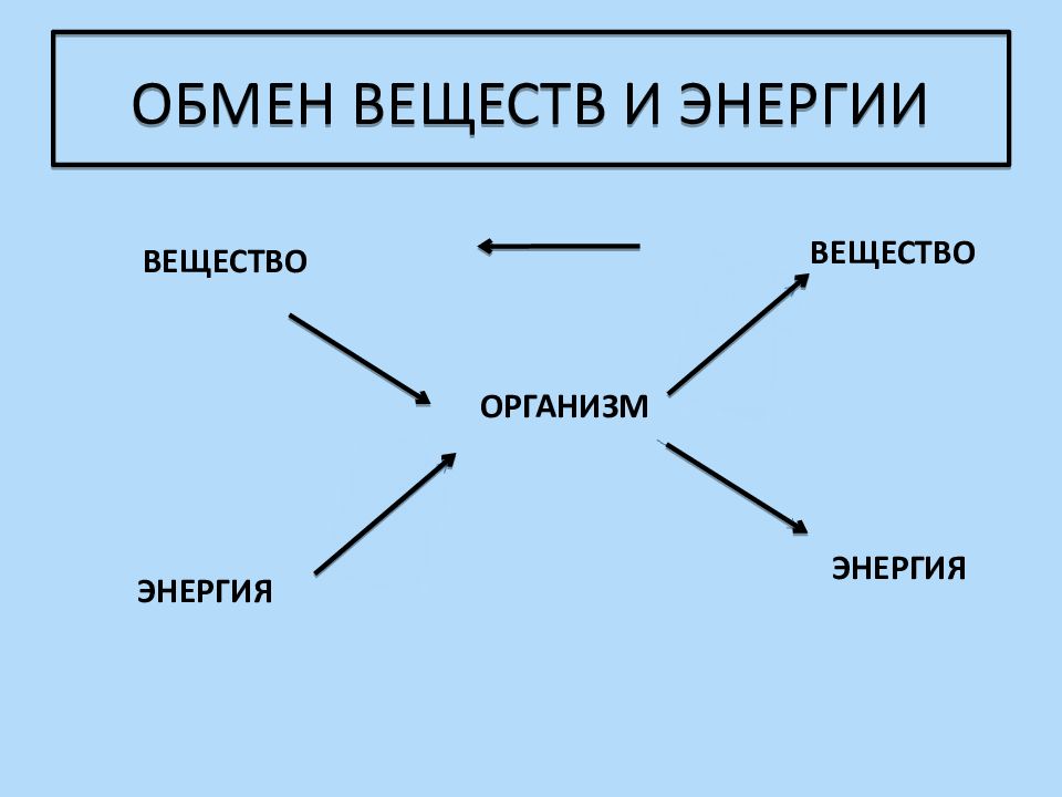 Обмен веществ и энергии картинки