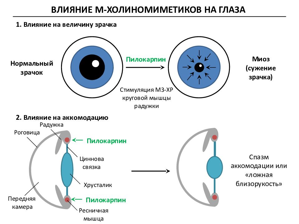 Влияние м. Механизм действия схема м-холиномиметиков. Пилокарпин механизм действия. Спазм аккомодации пилокарпин. М холиномиметики рецепторы.