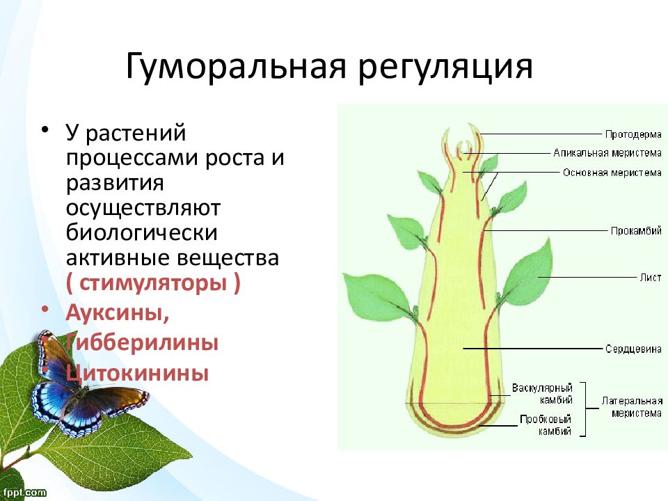 Растительный организм примеры. Гуморальная система растений. Гуморальная регуляция у растений. Регуляция процессов жизнедеятельности растений. Гуморальная регуляция процессов жизнедеятельности организма.
