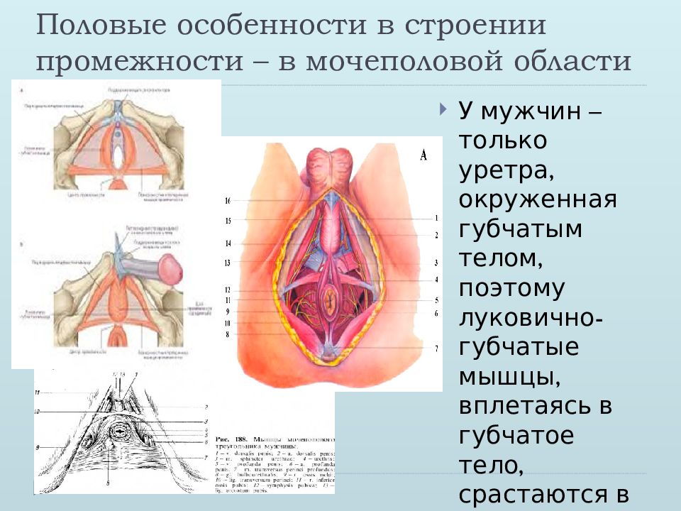 Расположение и особенности строения органов промежности