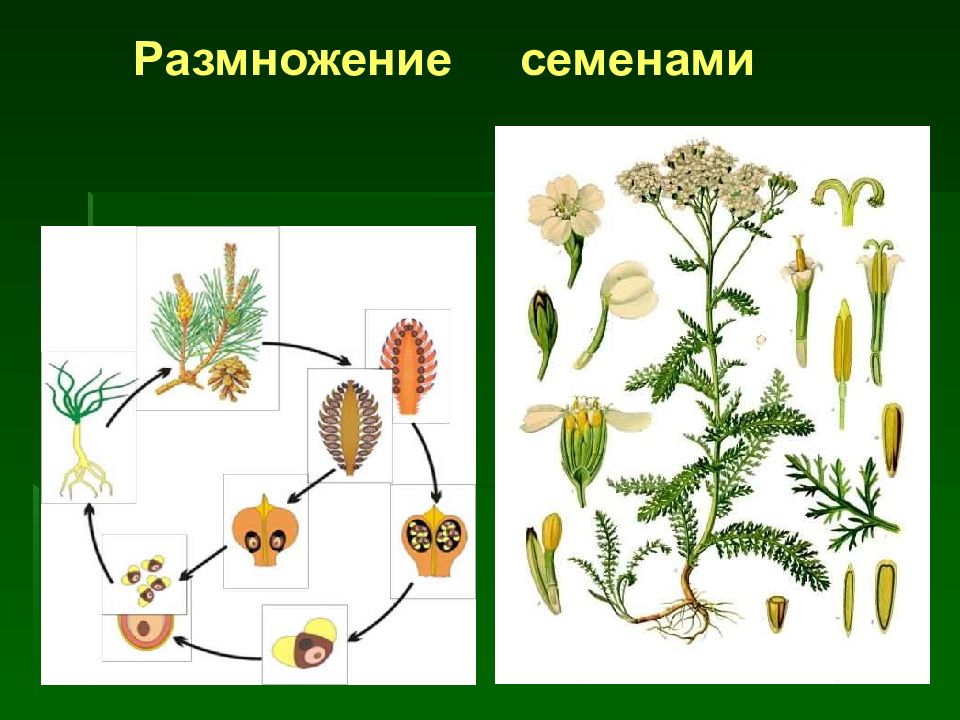 Размножение семенных растений. Размножение растений семенами. Семенное размножение. Семенное размножение растений. Растения размножающиеся семенами.