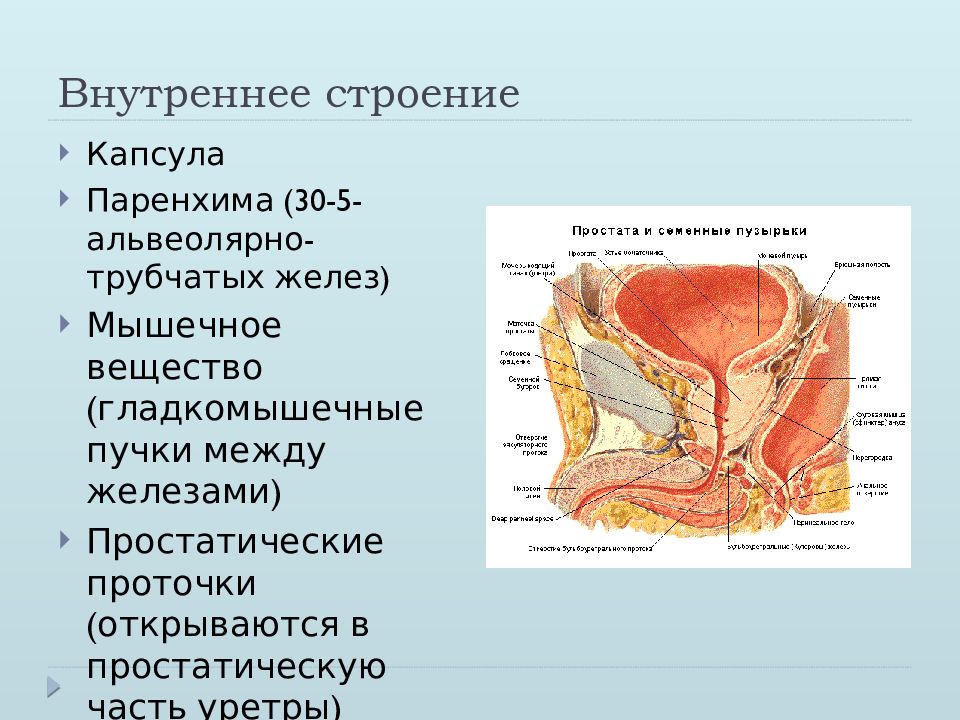 Анатомия половых желез. Простата топографическая анатомия. Топография предстательной железы. Половая система презентация.