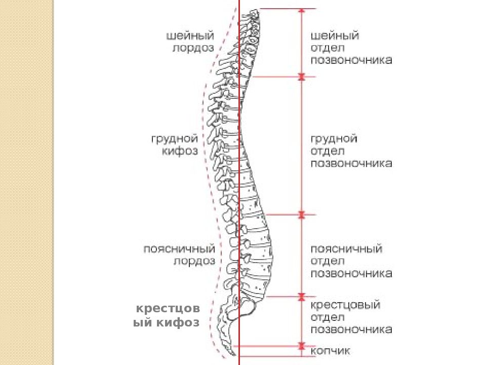 Уровни позвонков. Строение позвоночника лордоз кифоз. Позвоночный столб изгибы анатомия. Отделы позвоночника, изгибы позвоночника.. Кифоз крестцово-копчикового отдела.