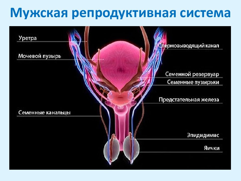 Обозначьте на предложенной диаграмме органы репродуктивной системы мужчины