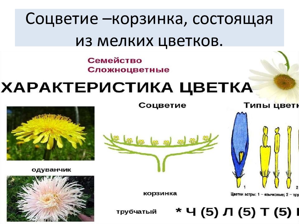 Соцветие корзинка