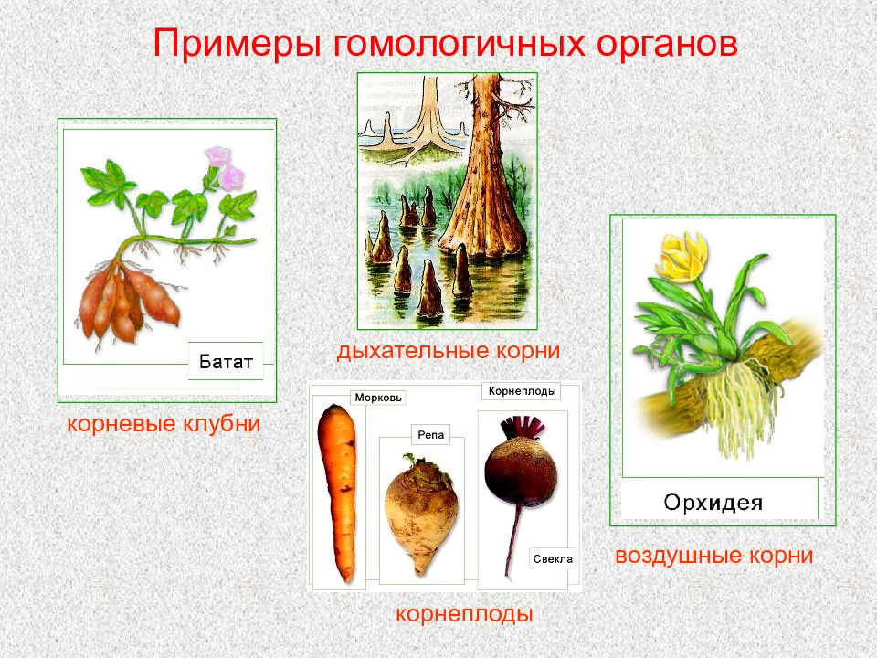 Гомологичные органы картинка