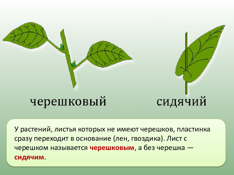 Презентация внешнее строение листа 6 класс фгос пасечник