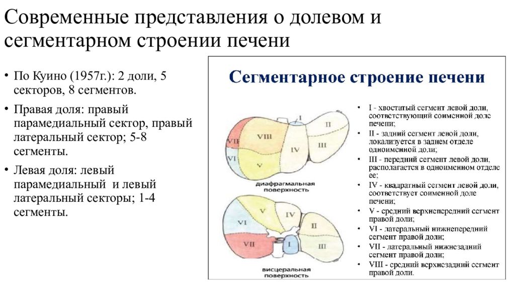 Схема печени по куино