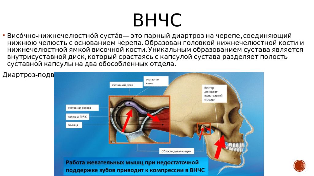 Область внчс. Синовиальная мембрана височно нижнечелюстного сустава. Диартрозы — височно-нижнечелюстной сустав. Височно-нижнечелюстной сустав мыщелковый. Капсульные связки височно-нижнечелюстного сустава.