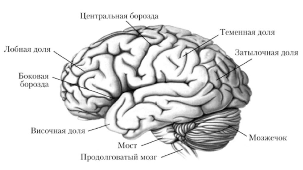 Виды мозга. Sylvian fissure перевод. Left Sylvian parietal-temporal.
