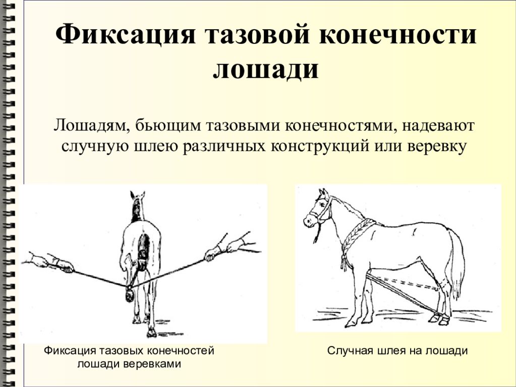 Фиксация изображения. Методы фиксации и повала лошадей. Механические способы фиксации лошадей. Механические способы фиксации лошадей головы. Фиксация грудной конечности лошади.