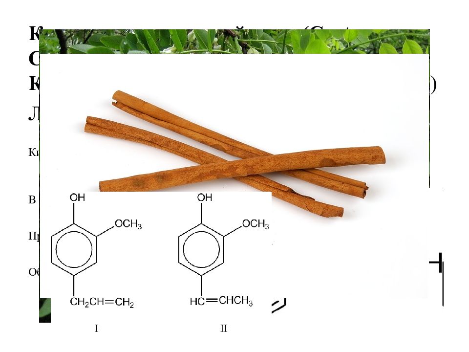 Лрс содержащие эфирные масла. ЛРС содержащие жирные масла. Polyphenols in Cinnamomum.