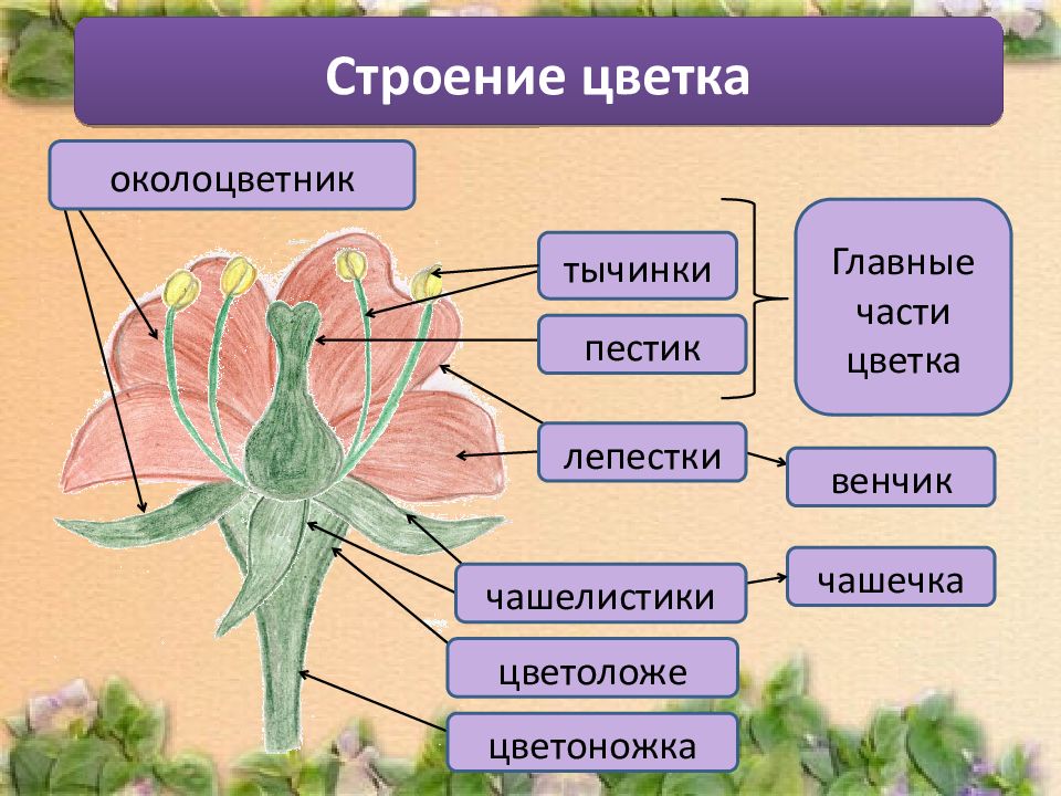 7 класс урок презентация