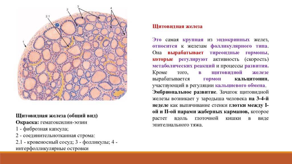 Тип ткани щитовидной железы