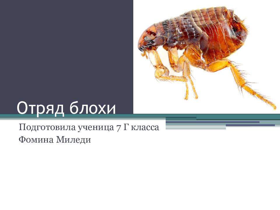 Блохи презентация паразитология