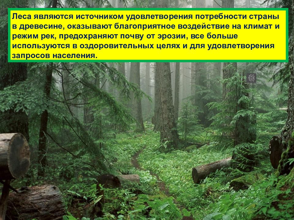 1 правила леса