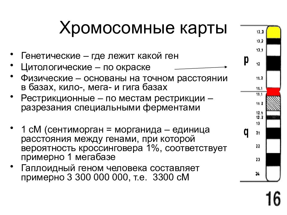 Карта рестрикционная это