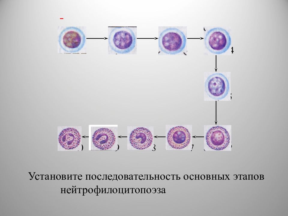 Установи последовательность этапов индивидуального развития. Клетки миелопоэза миелоцит,. Миелобласт промиелоцит миелоцит. Гемопоэз промиелоциты. Миелоциты промиелоциты метамиелоциты.