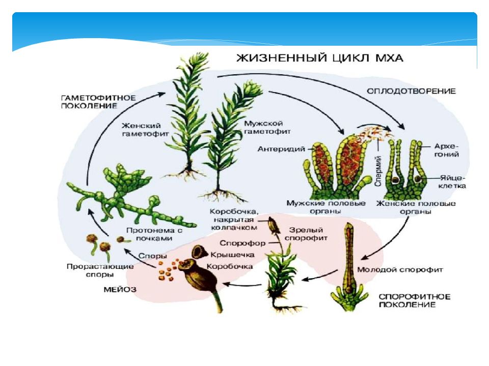 Спора протонема мох папоротник схема