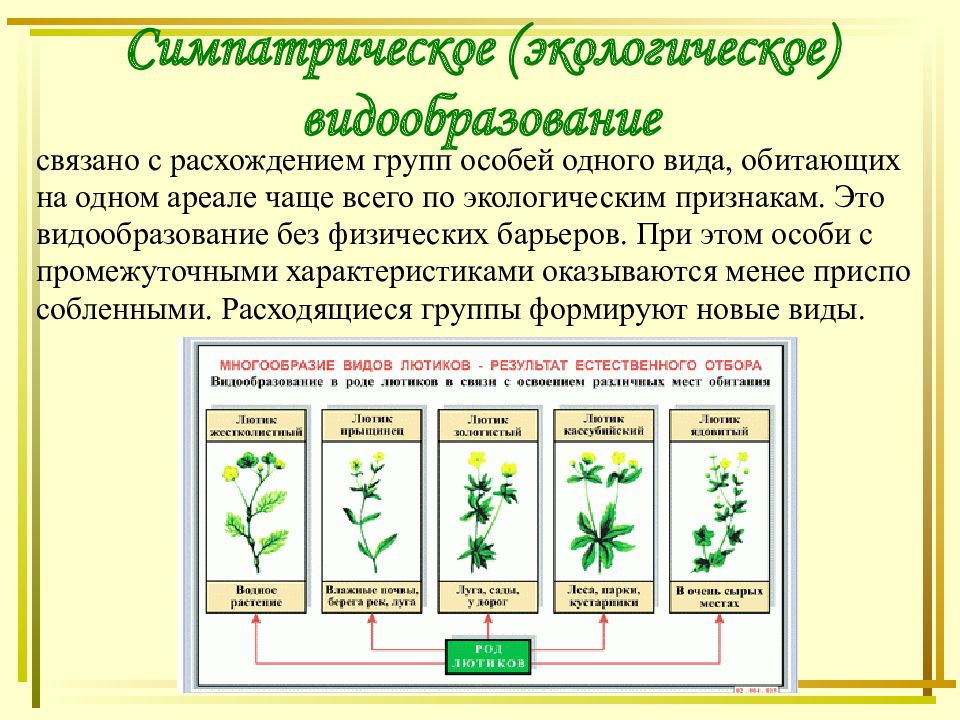 Экологическое и географическое видообразование таблица. Механизмы видообразования таблица. Аллопатрическое и симпатрическое видообразование. Экологическое видообразование. Типы видообразования.