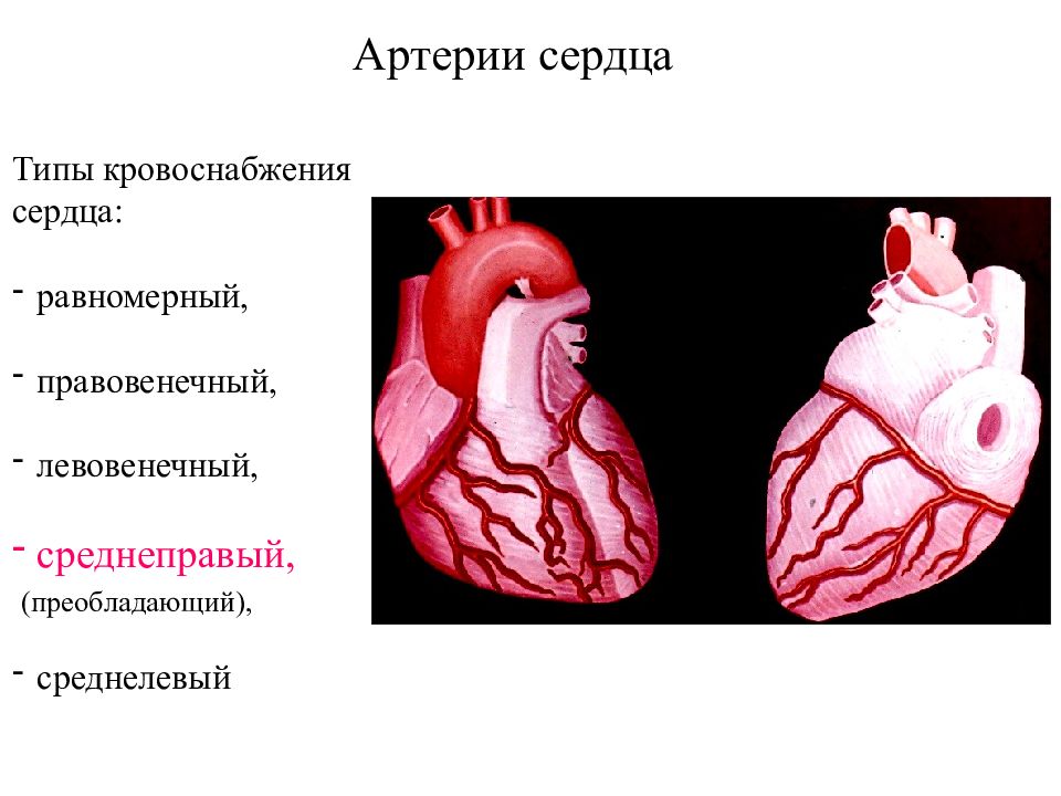 Типы кровообращения. Типы кровоснабжения сердца анатомия. Левовенечный Тип кровоснабжения сердца. Типы коронарного кровоснабжения сердца. Правовенечный Тип кровоснабжения.