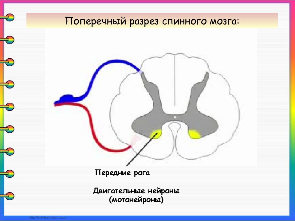 Поперечный разрез спинного мозга