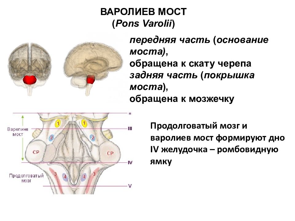 Мост мозга состоит из. Строение мозга варолиев мост. Вентральная часть варолиева моста. Варолиев мост строение. Варолиев мост анатомия покрышка.