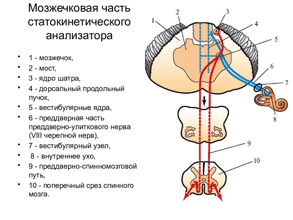 Ядра мозжечка схема