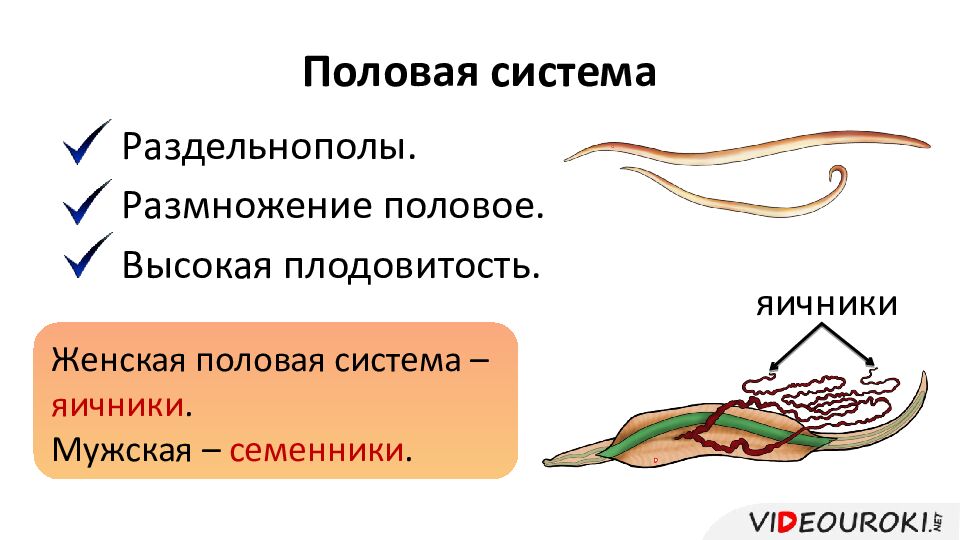 Половая система