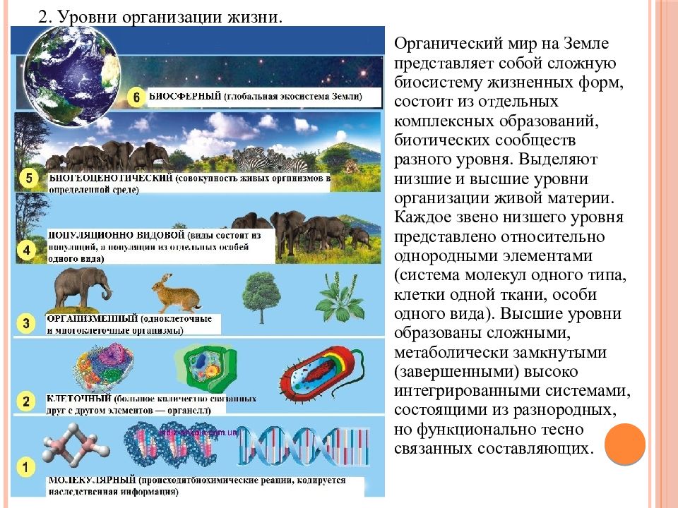 Какой уровень организации жизни отражен на данной фотографии