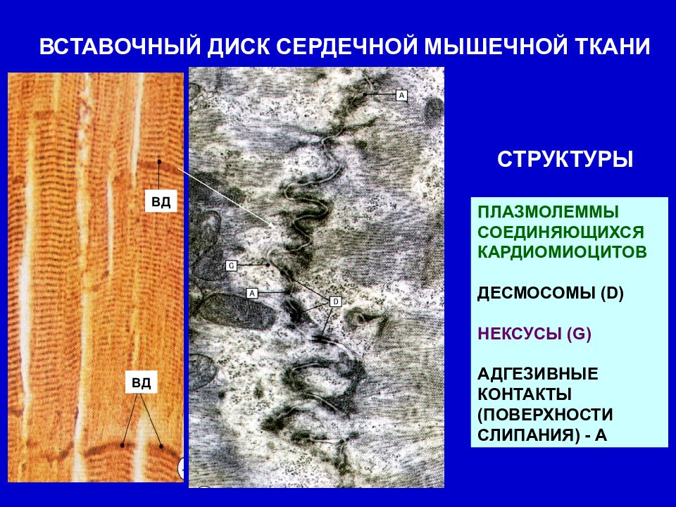 Схема соединения кардиомиоцитов вставочного диска