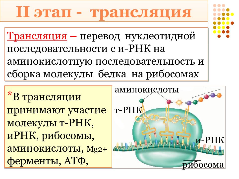 Синтез белка в клетке презентация