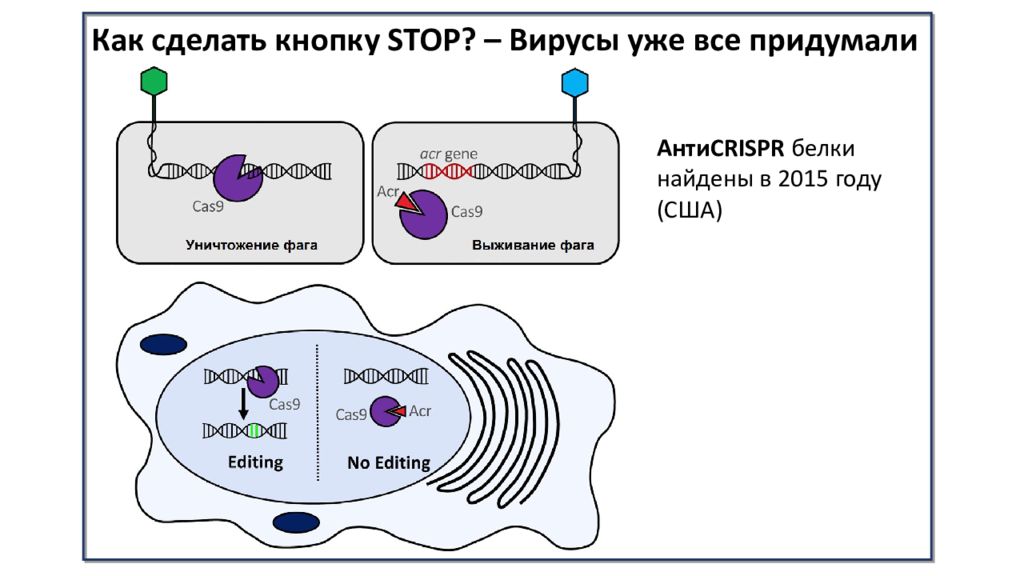 9 систем. CRISPR/cas9 для презентации. Белки КРИСПР КАС. CRISPR CAS система распознавание вируса. CRISPR CAS 9 пэтический аспект технологии.