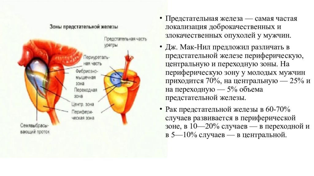 Предстательная железа это простата. Зональное строение предстательной железы. Зональная структура предстательной железы. Периферическая часть предстательной железы. Строение простаты у мужчин анатомия зоны.