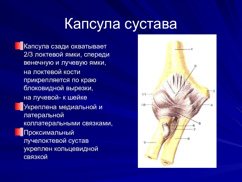 Локтевая ямка