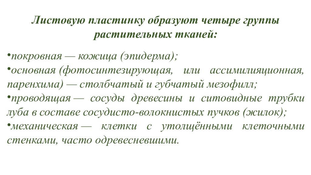 Особенности внешнего и внутреннего строения листа