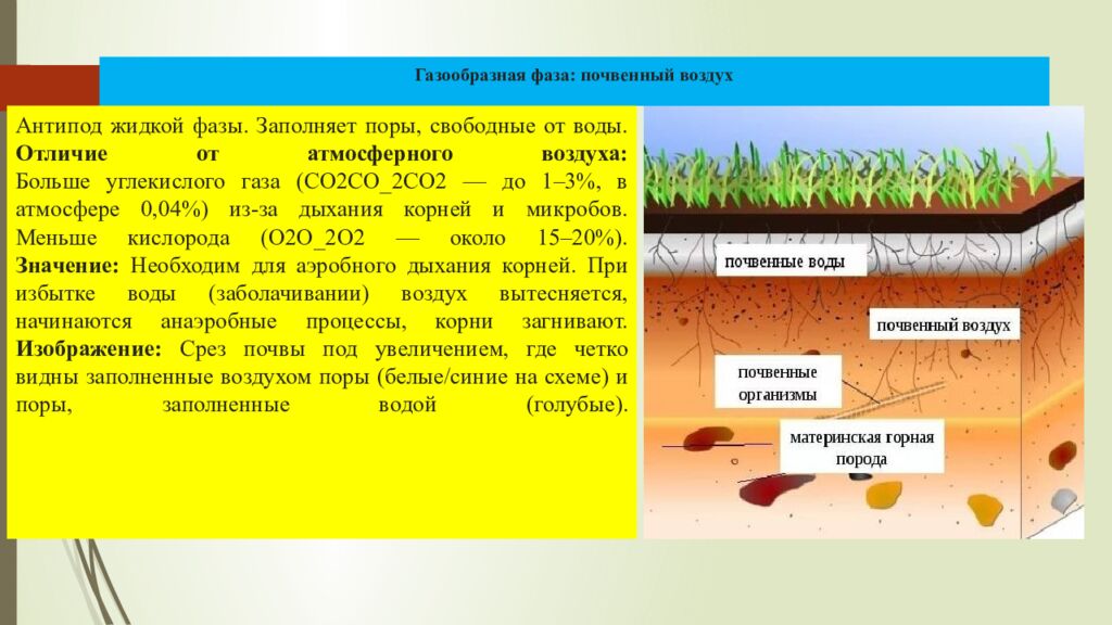 Газообразная фаза: почвенный воздух