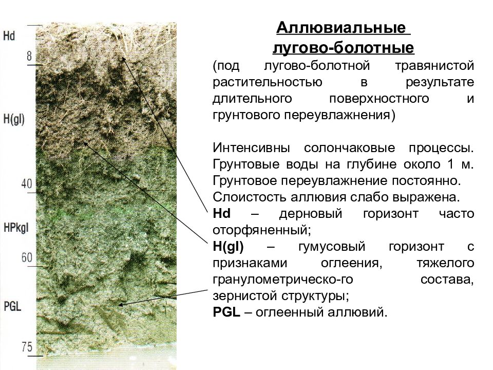 Болотные почвы презентация