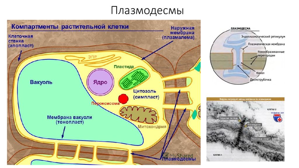 Оболочка растительной клетки. Строение плазмодесмы растительной клетки. Клеточная стенка растений плазмодесмы. Плазмодесмы растительной клетки рисунок. Строение плазмодесмы.