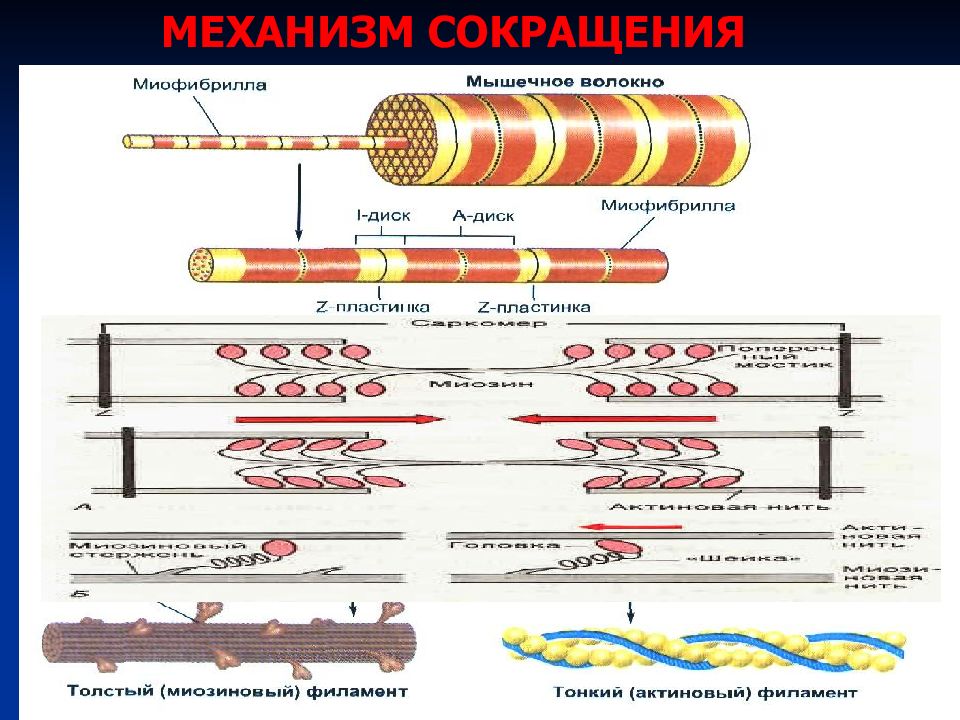 Сокращение мышечной ткани. Механизм мышечного сокращения схема. Схема сокращения скелетной мышцы. Механизм сокращения волокон скелетной мышцы. Механизм мышечного сокращения физиология схема.