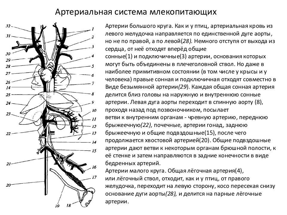 Правая дуга аорты у млекопитающих