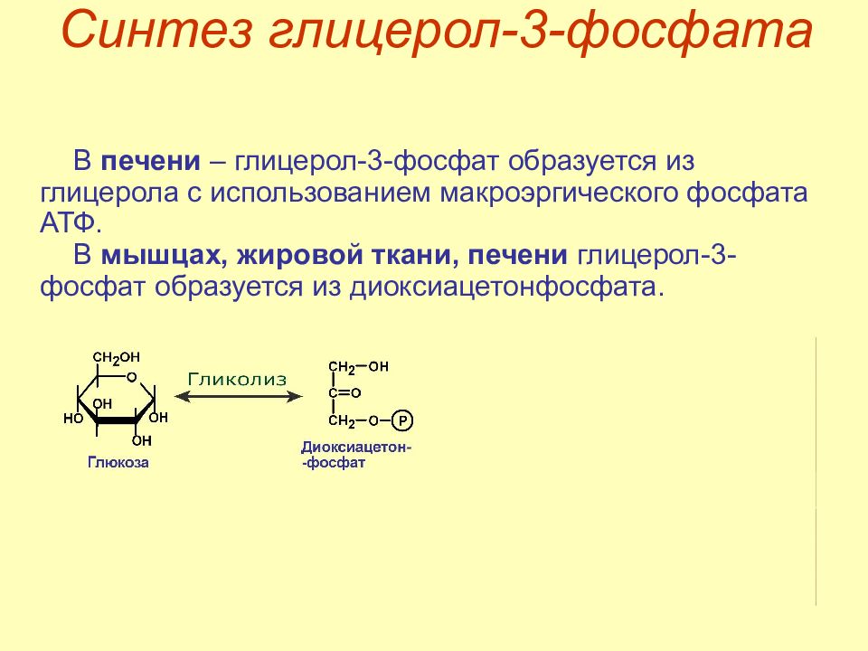 Синтез таг. Синтез глицерол 3 фосфата в печени. Синтез таг из глицерол 3 фосфата. Реакцию образования глицерол-3-фосфата из глицерина.. Синтез глицерол 3 фосфата из Глюкозы.