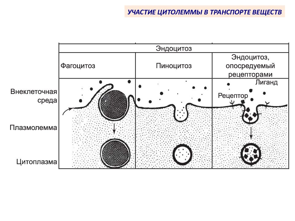 Установить последовательность эндоцитоза. Эндоцитоз фагоцитоз пиноцитоз. Схема процессов фагоцитоза и пиноцитоза. Эндоцитоз фагоцитоз мембранный транспорт. Фагоцитоз и пиноцитоз схема.