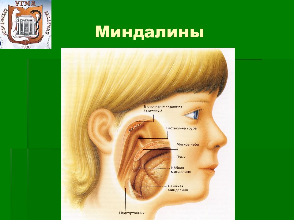 Гланды расположение на шее схема