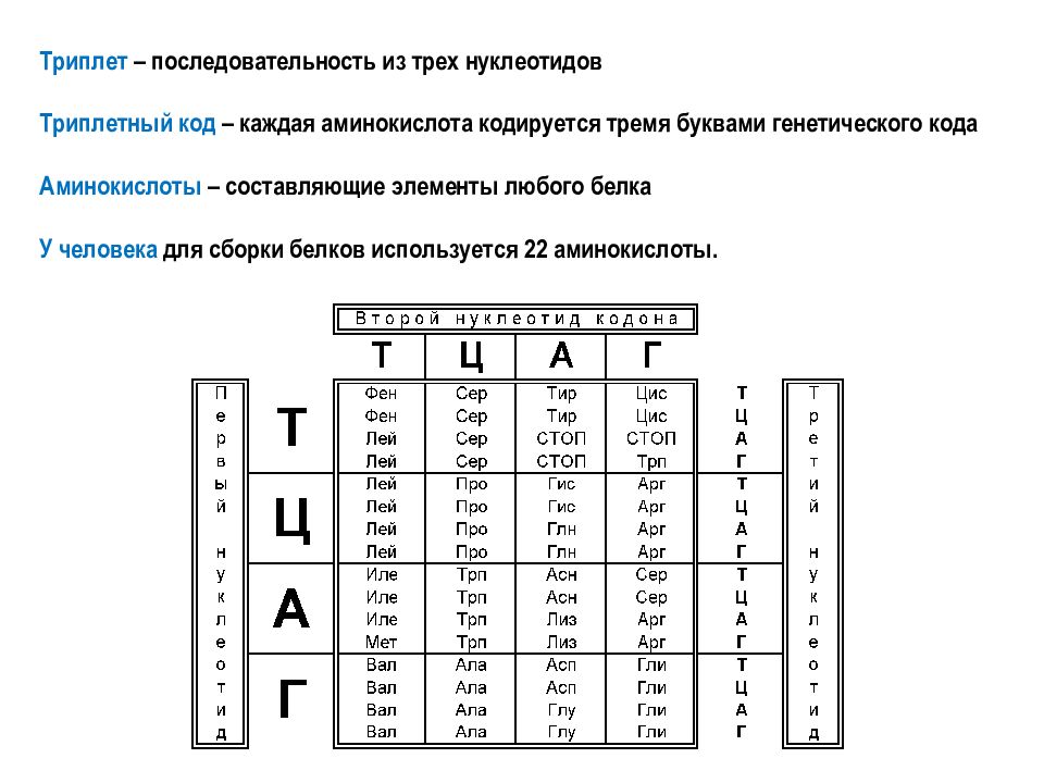 Код триплет. Последовательность нуклеотидов. Триплетный код. Аминокислота ГИС кодируется. Каждая аминокислота кодируется.