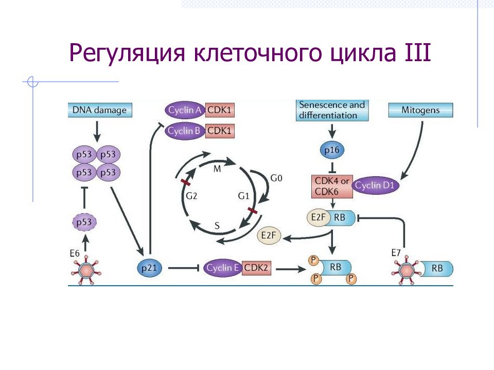 Регуляция клеток