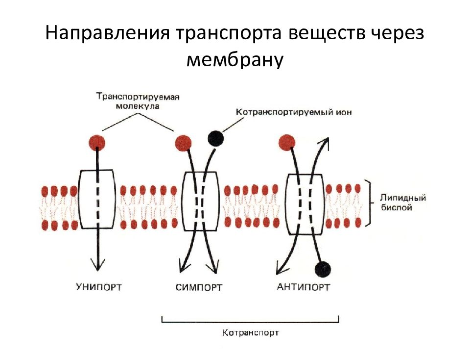 Симпорт и антипорт. Типы переноса веществ через биологические мембраны. Схема транспорта через клеточную мембрану. Активный и пассивный транспорт ионов через клеточную мембрану.