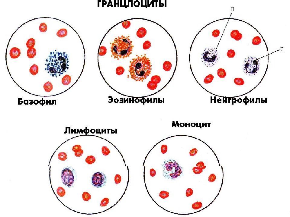 Лейкоциты нейтрофилы эозинофилы. Типы клеток крови рисунок. Лейкоцитоз нейтрофилов эозинофилов. Клетки крови гранулоциты. Базофильный лейкоцит рисунок.